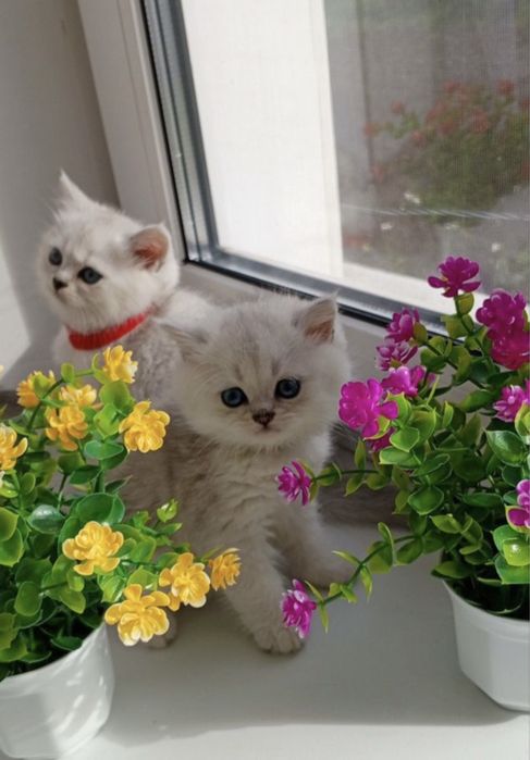 Продается серебристая шиншила