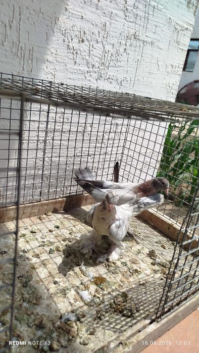 Голуби, красные, сочи и шалкар