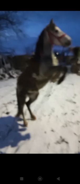 Vând poneiță de 3 pe 4 ani