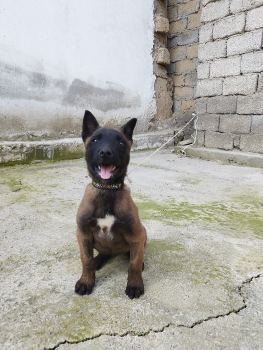 Бельгийский овчарка малинуа