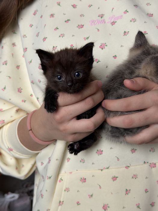 Отдам котят в добрые руки