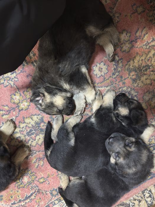 Немецкие овчарки