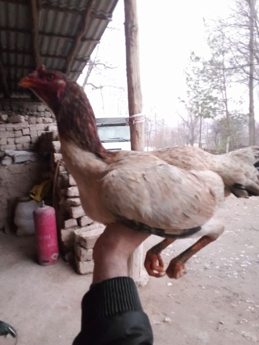 Toza qon tuximga yaqin bulishi 200 ming manzil Urgut tumani Samarqand