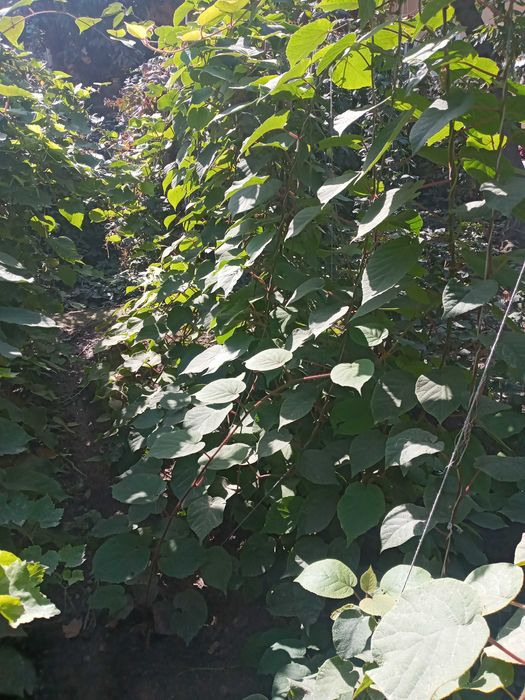 Йирик киви кучатлари