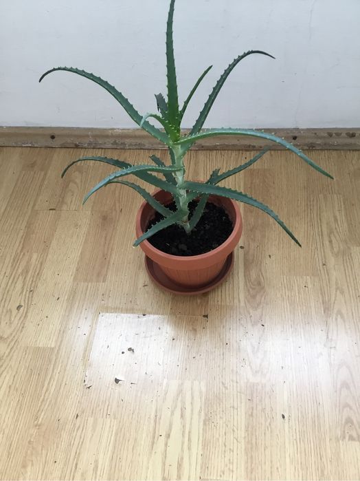 Vand planta Aloe Vera