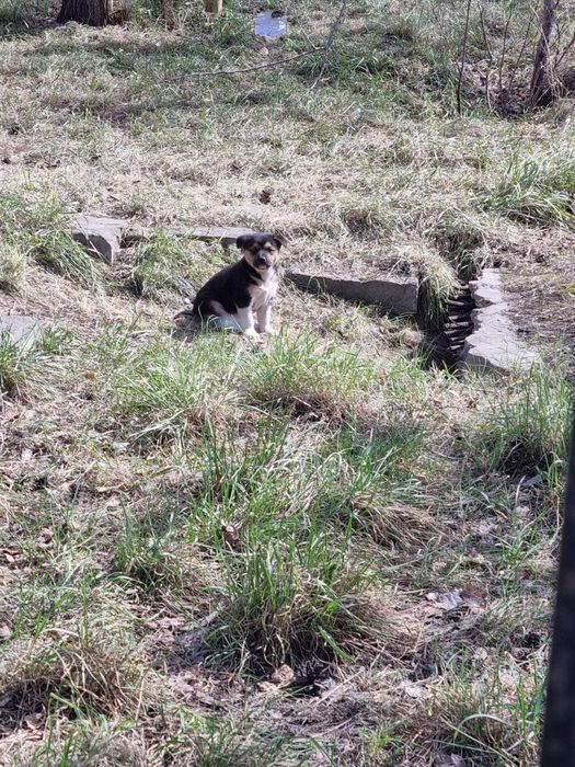 Пристраиваются щенки