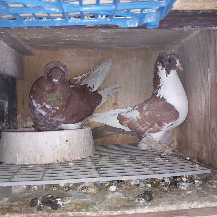 Porumbei uriasi maghiari 7 perechi