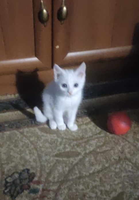 Отдаем котят разнополых