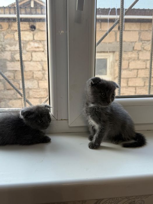 Шатладнская кошки