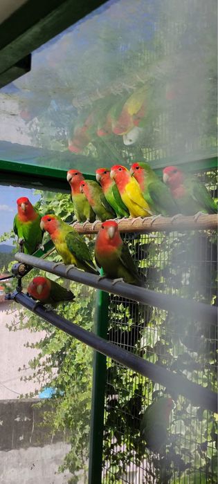 Papagali agapornis puiuti amorezi