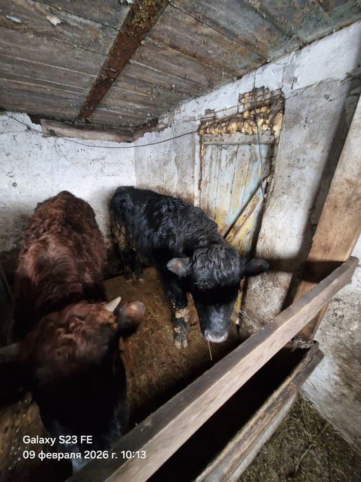 Продам быка Аулеколь