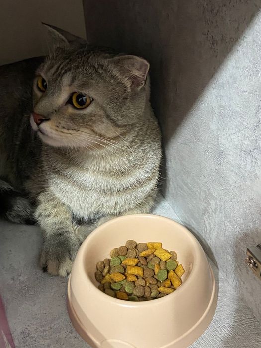 Кот цезарь 1,5 года