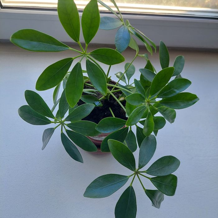 Продам  шеффлеру