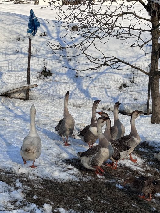 Vand gâste americane