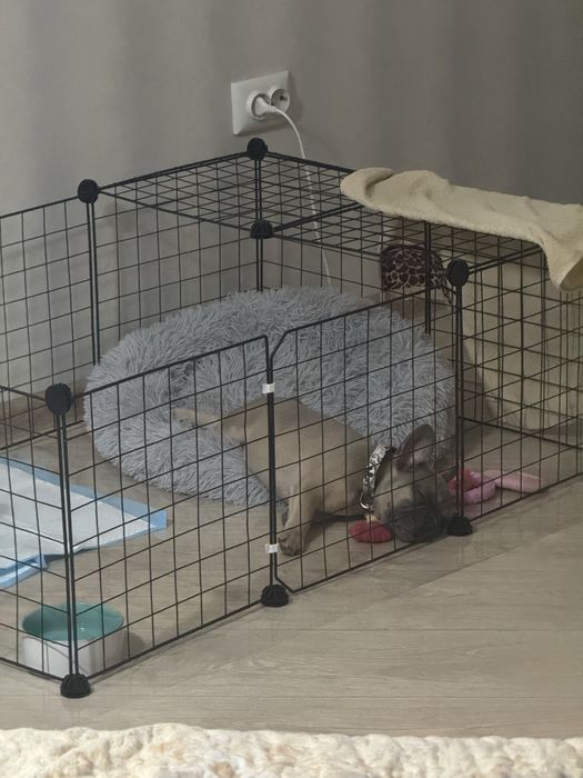 Продам щенка Французкого бульдога девочка