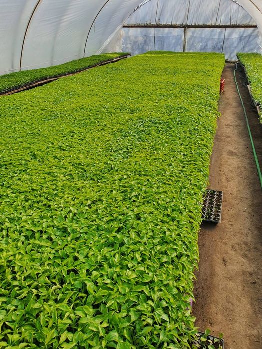 Răsaduri legume pt solar .