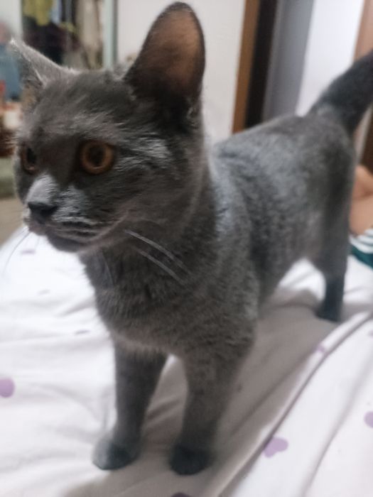 British Shorthair.