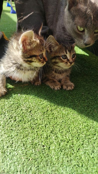 Отдам котят бесплатно