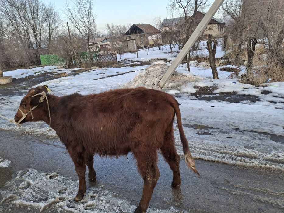 Продам телку и бычка срочно