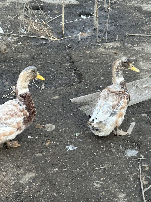 Продам Гуси и уток