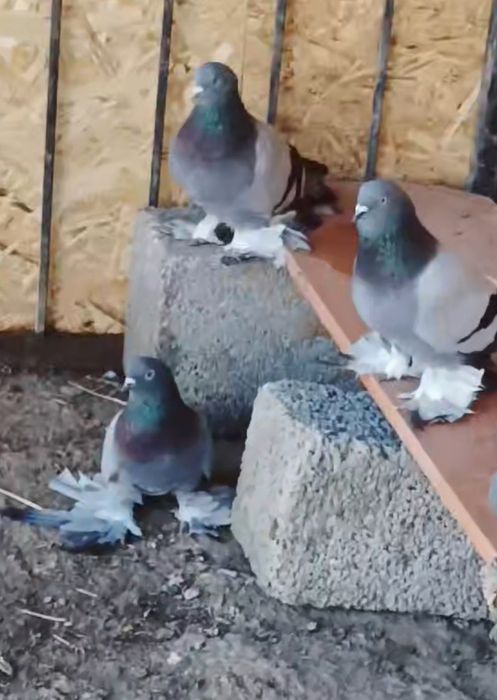 Продается пара сизые