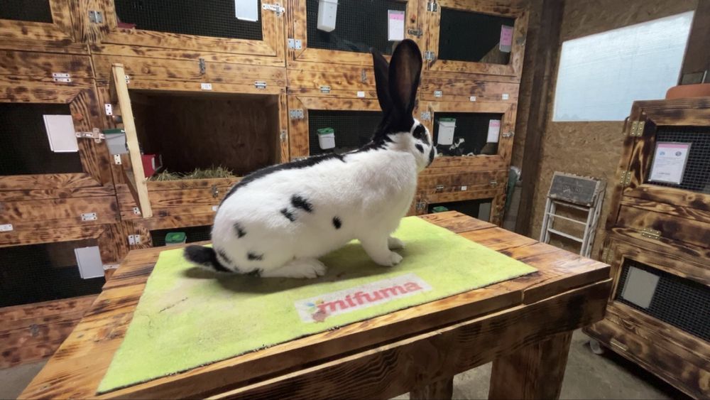 Urias german pestrit