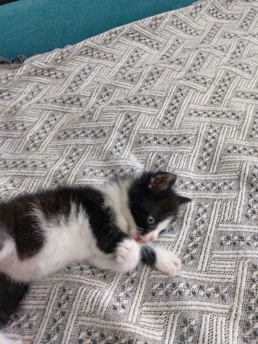 Котёнок ищет дом
