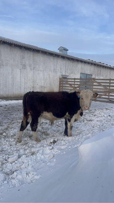 Таза канды Акбас бұқалар сатылады 15 бас