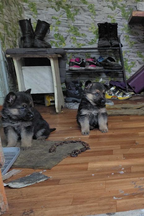 щенки немецкой овчарки