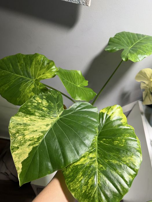 Алоказии разные