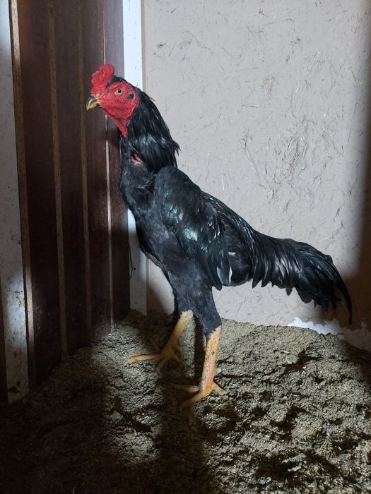 Yanvarda chiqan juja sotiladi