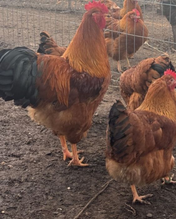 Vand Oua Gaini de Rasa