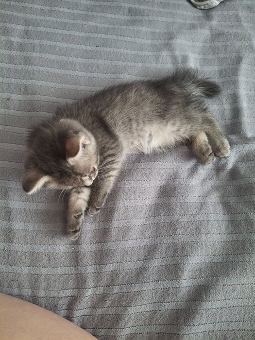 Отдам в хорошие руки