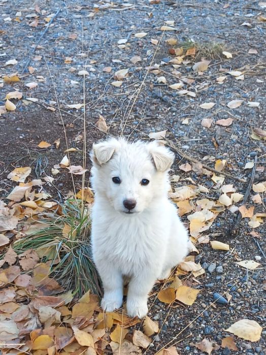 Срочно Срочно Срочно Щенки ищут дом
