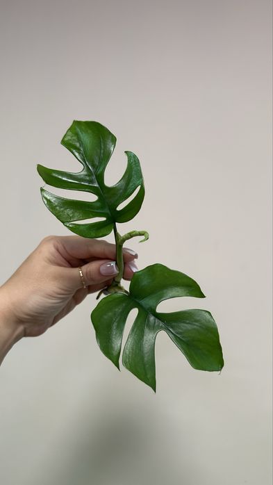 Рафидофора тетрасперма