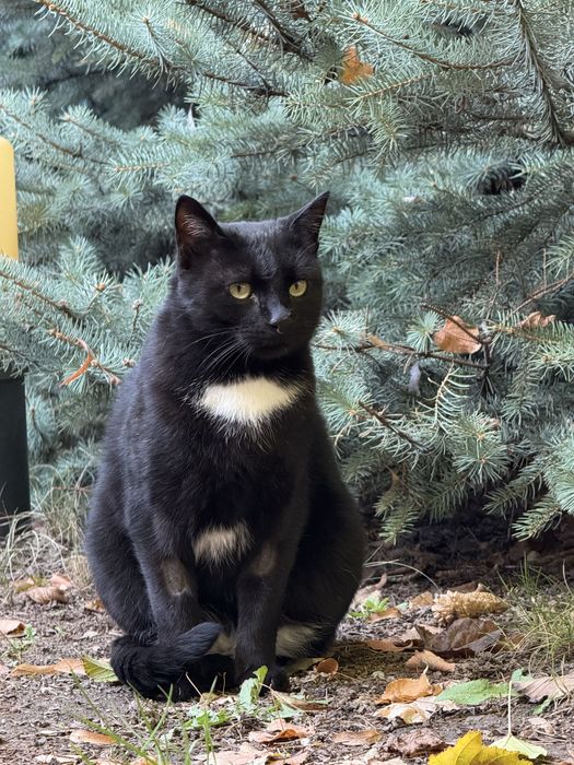 Отдам кота 5 лет