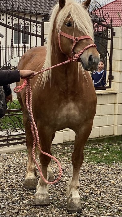 Iapa de 4 - 5 Ani Gestantă