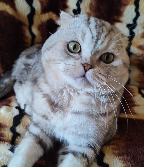 Опытный шотландский кот. Вязка.
