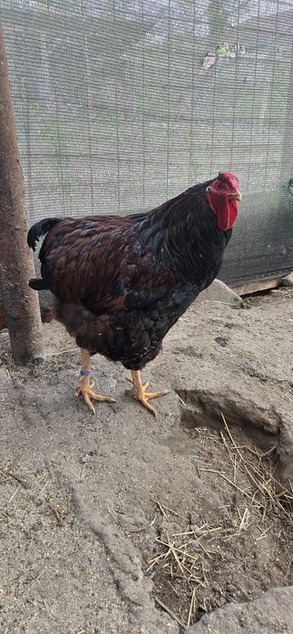 Cocos wyandotte