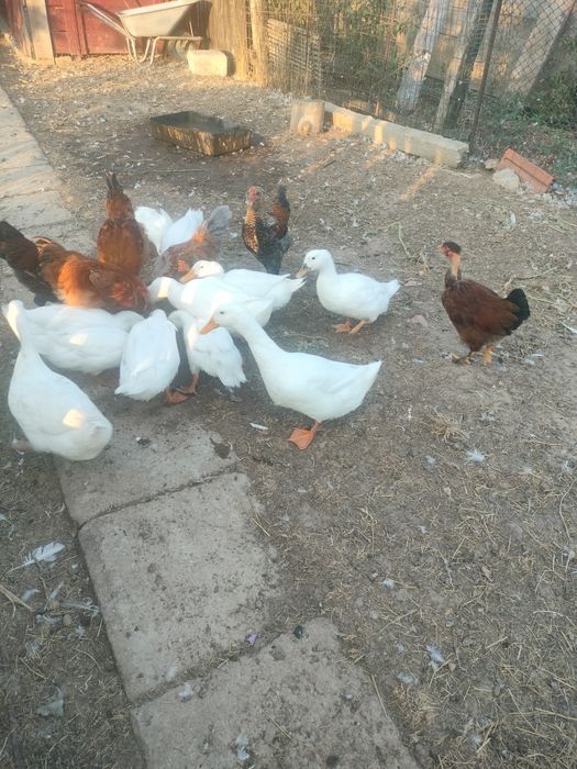 Caută casă. nouă tineret din primăvară 13 bucăți crescute natural