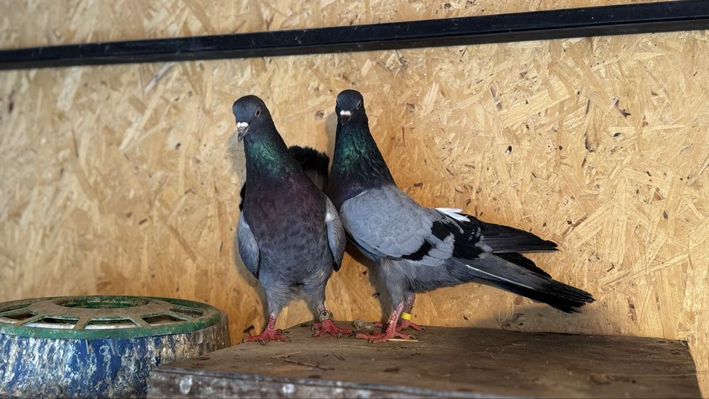 Голуби. Сизая голубка бакинская ширакохвостые взрослая пара