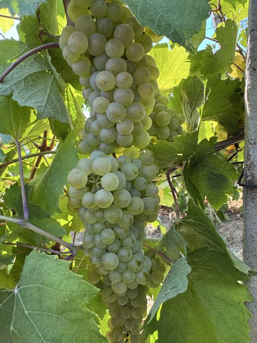 Struguri de vin