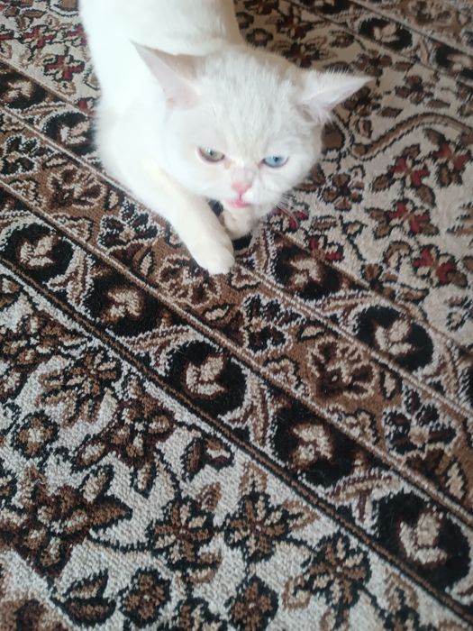 Кошка шотландский породиа