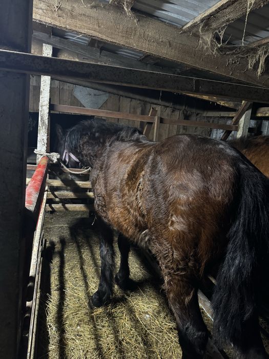 Продам 2 кабылки