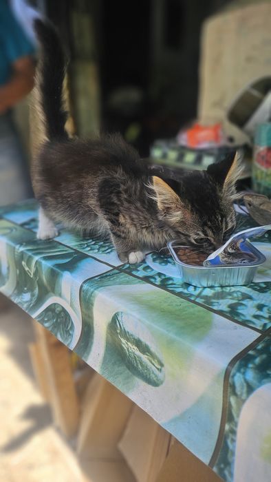 Pisica adoptie mica