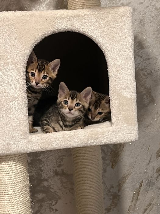 Pui de bengal , leoparzi in mibiatura , sintem in cautarea unei famili