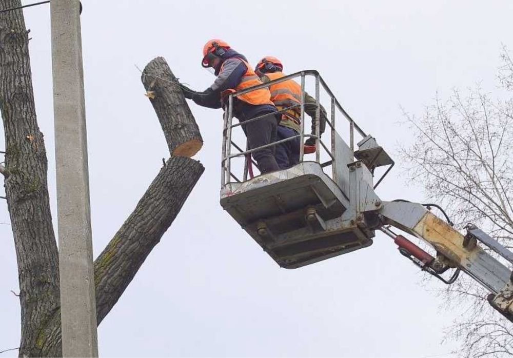 Спил, обрезка деревьев. Агаш кесу
