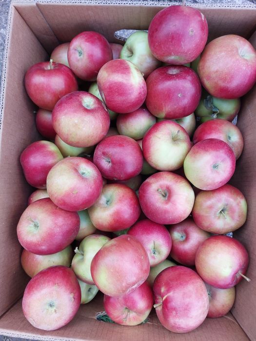 Vand mere Mere Golden,Idared,Gala