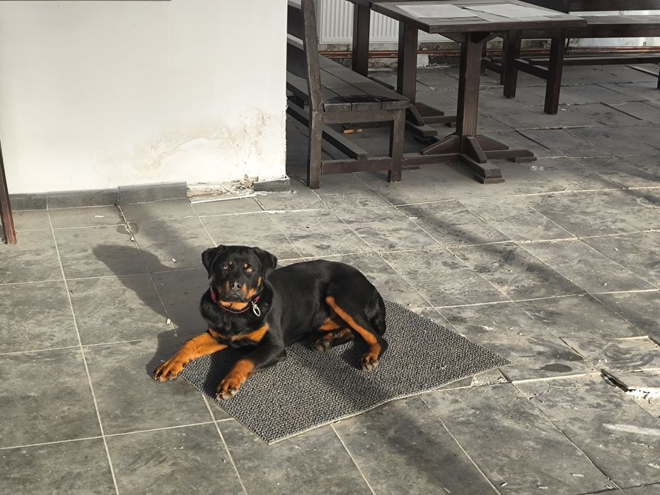Femela rottweiler