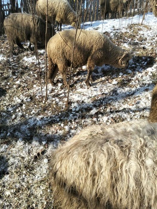 Se vând doua oi tinere